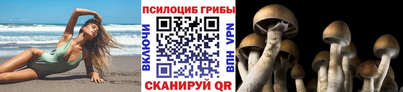 Псилоцибиновые грибы Psilocybine cubensis Ленинск